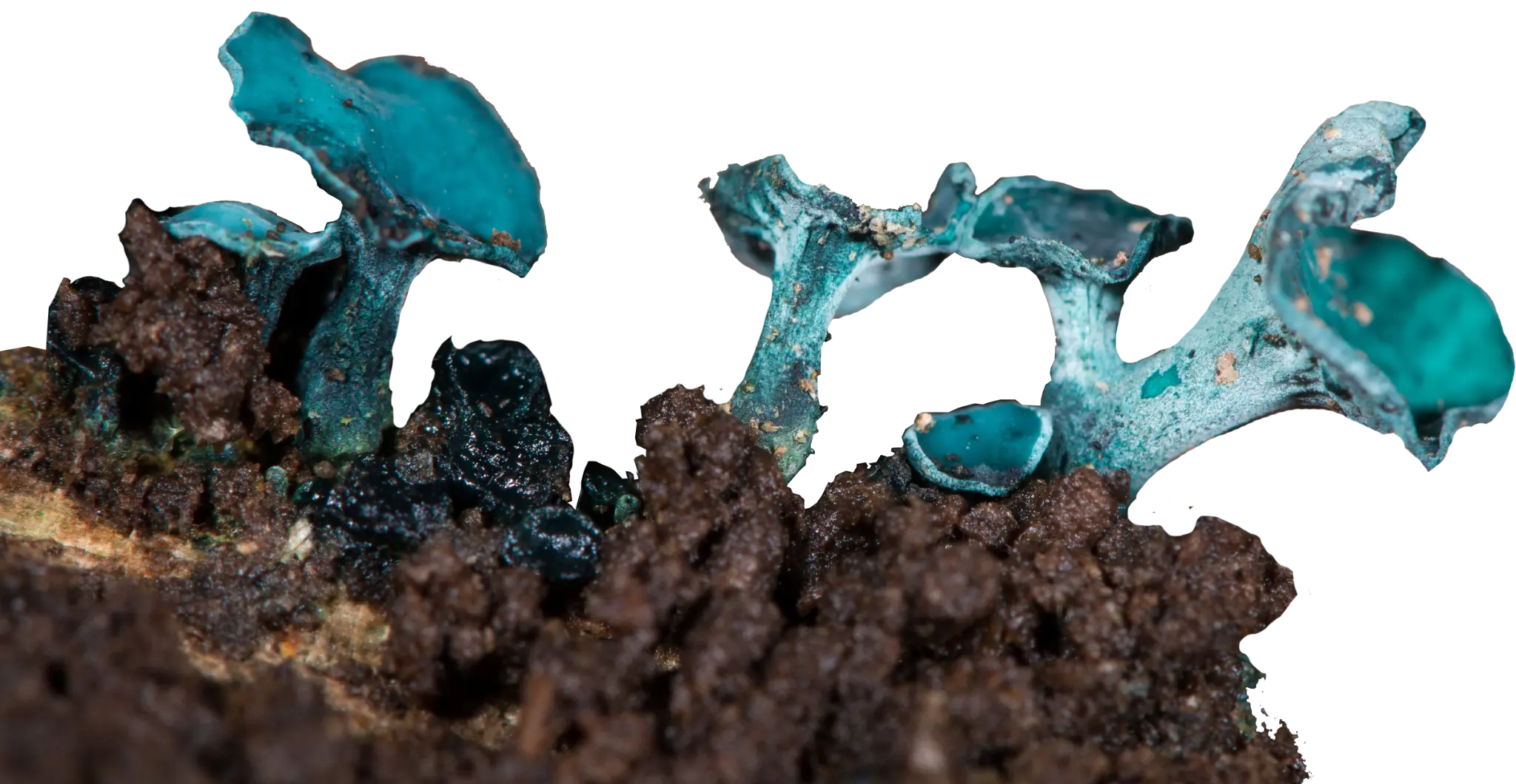 Blue-green fungi that naturally produce xylindein
