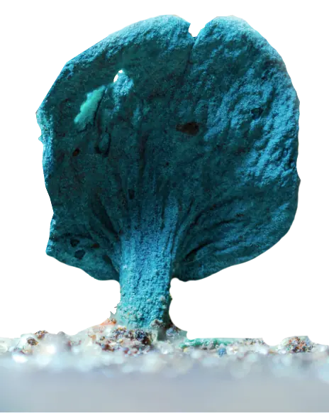 A blue-green fungus growing from wood